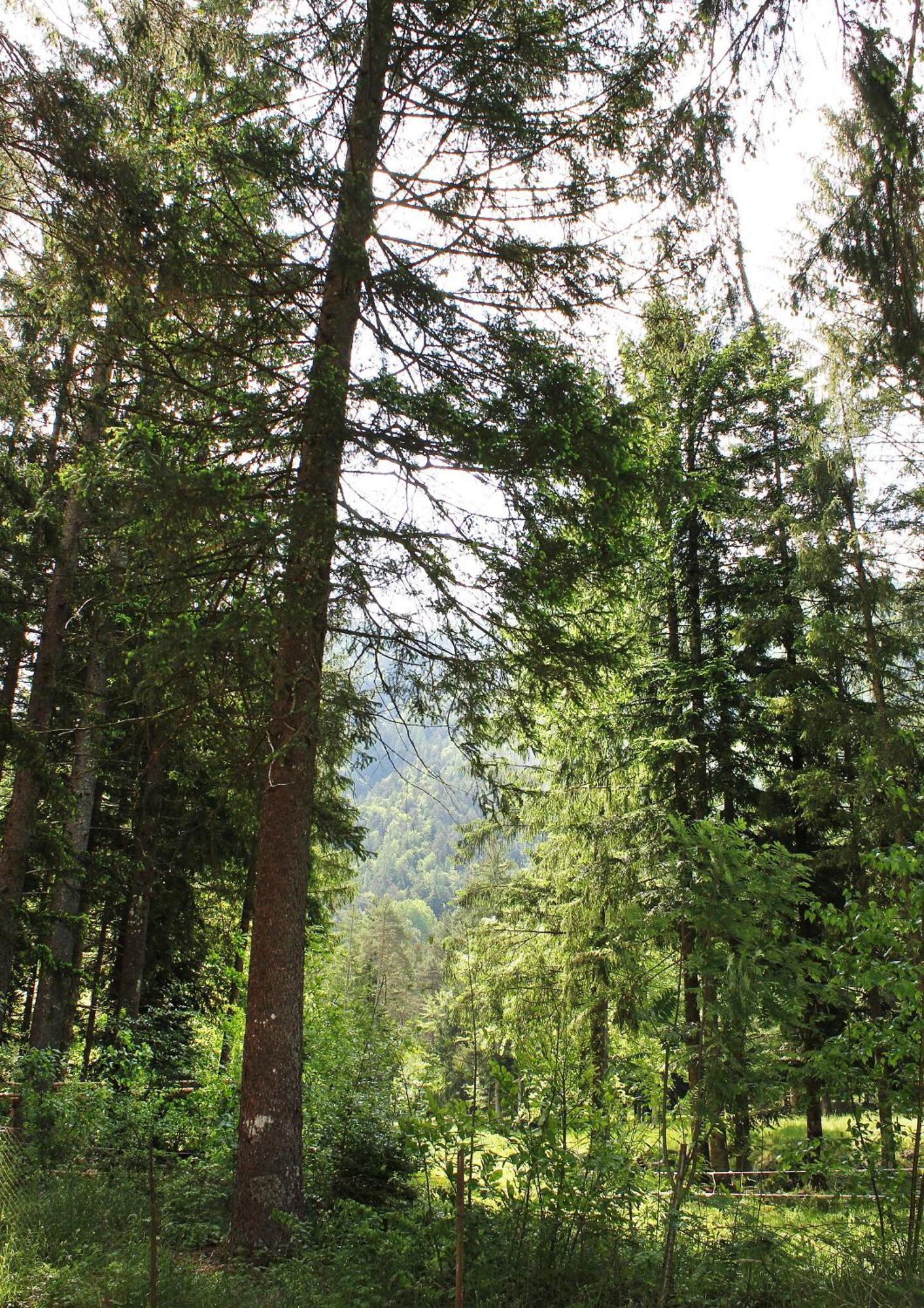 Camping La Pineta Santa Maria Maggiore Luaran gambar